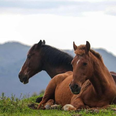 Fazenda Monte Verde A Morada Do Muriqui Βίλα São Francisco Xavier Εξωτερικό φωτογραφία