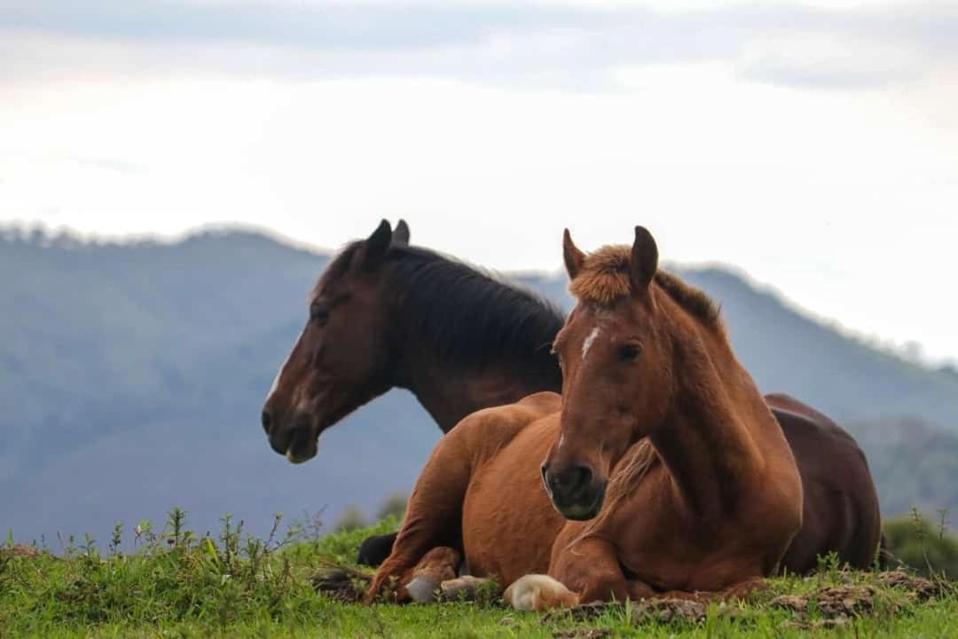 Fazenda Monte Verde A Morada Do Muriqui Βίλα São Francisco Xavier Εξωτερικό φωτογραφία